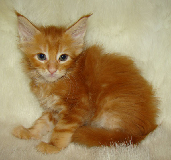     Catsvill County!   !    !       !!!    Catsvill County +7-926-544-74-09     .   ,   ,   ,    ,   ,  ,     ,   -,    ,   !